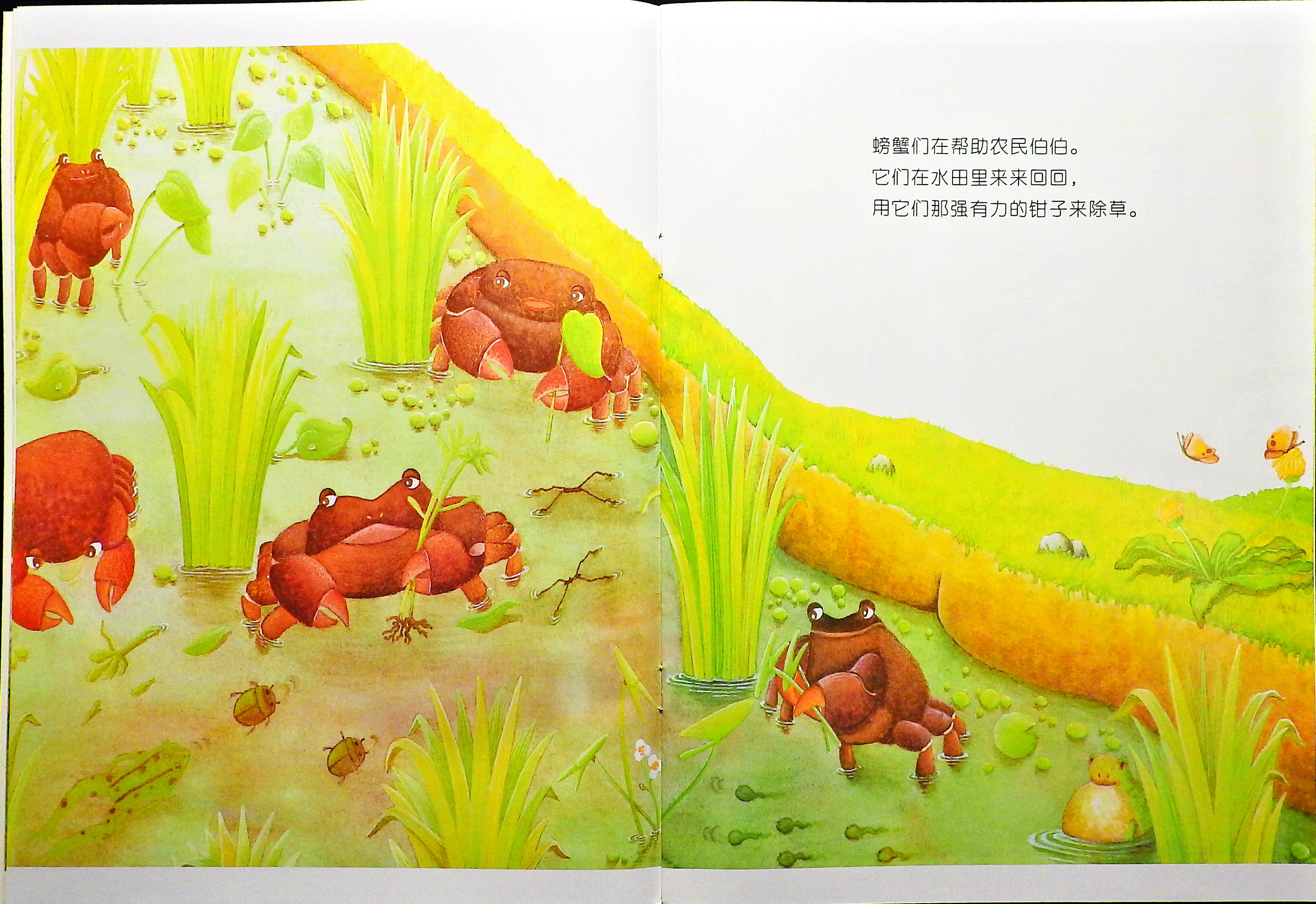 大米是怎么来的？ (05),绘本,绘本故事,绘本阅读,故事书,童书,图画书,课外阅读